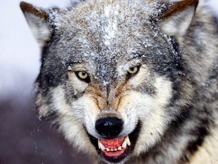 wolf 3 animalsspecies.blogspot.com