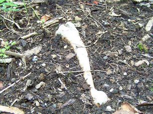 bone