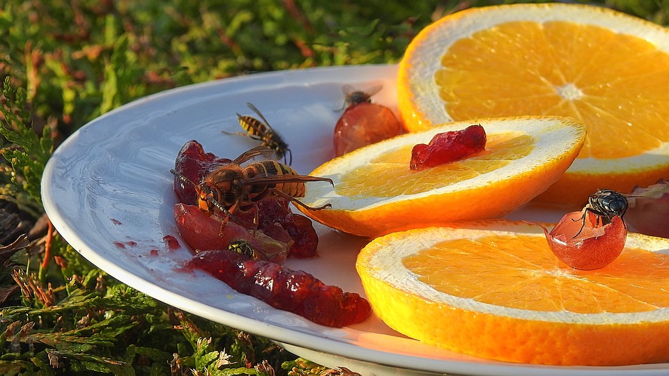 širšė