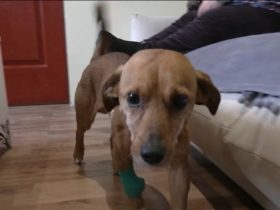 LNK žinių stop kadras.