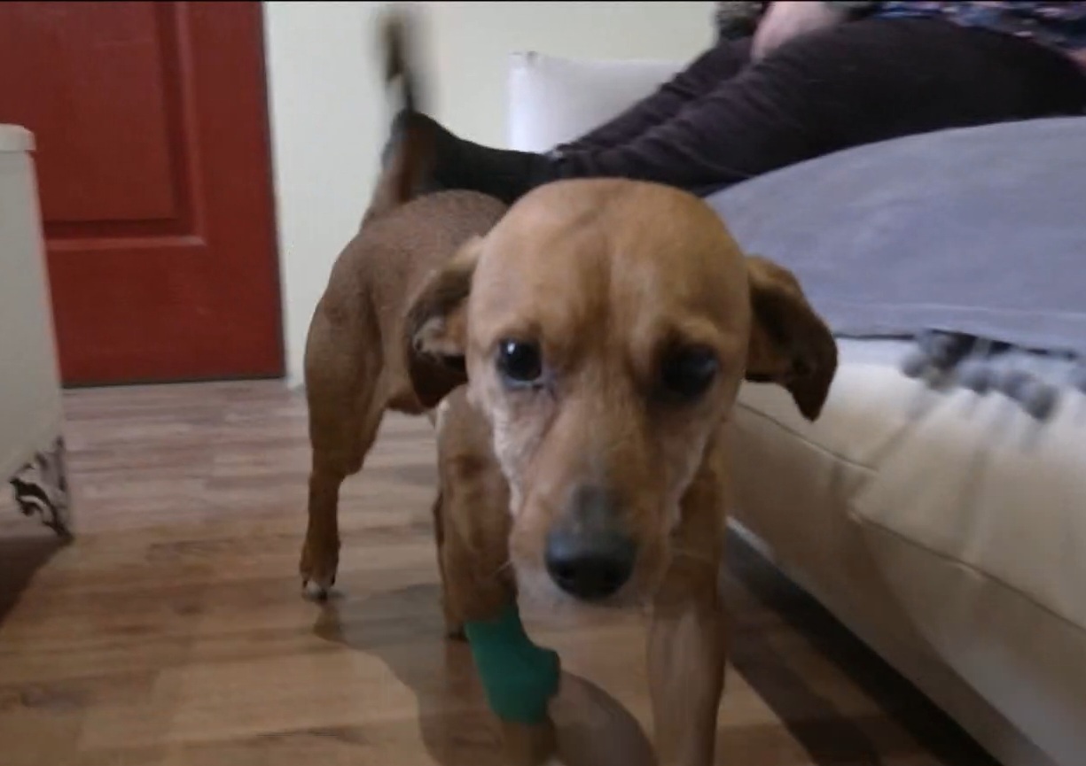 LNK žinių stop kadras.